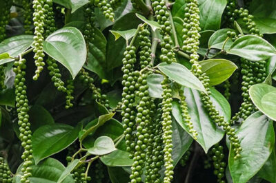 Black Pepper Plant Health Comprehensive Guide to Fertilizer Application