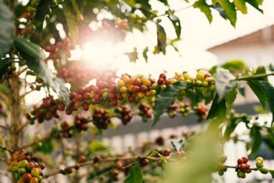 Comprehensive Guide to Fertilizers for Coffee Plants Ensuring Healthy Growth and Optimal Yields