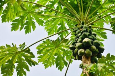 Papaya Tree Yield - Papaya Tree diseases & Essential Fertilizers